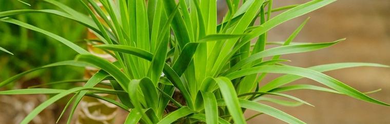 龙须树扦插的成功率是多少？如何正确进行扦插操作？