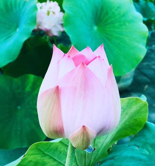 荷花（荷花的含义和象征力解析）