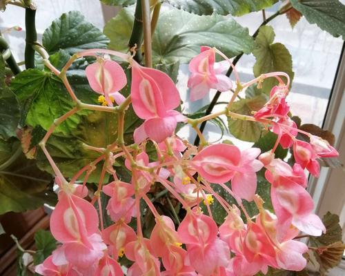 家庭养海棠的正确方法是什么？常见问题有哪些？