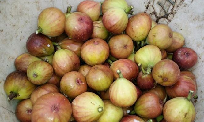 红瓜子产地在哪里？如何追溯红瓜子的原产地？