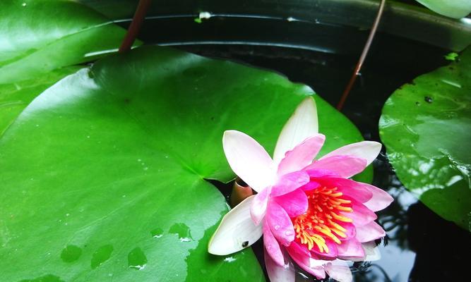 花开寓意与人生境遇（牡丹与荷花的深意探析）