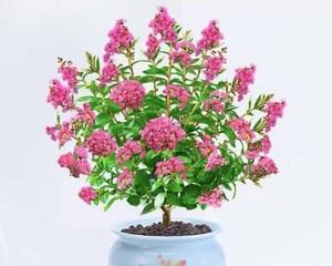 院子里养什么花好？适合家庭庭院的花卉推荐？