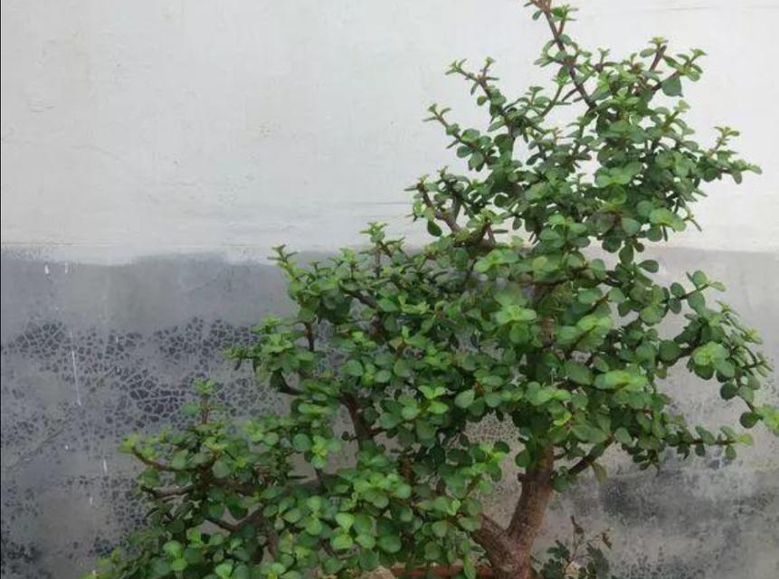 金枝玉叶喜光吗？喜阴还是喜欢阳光？
