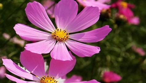 坚持不懈，以菊花为榜样（华丽绽放）