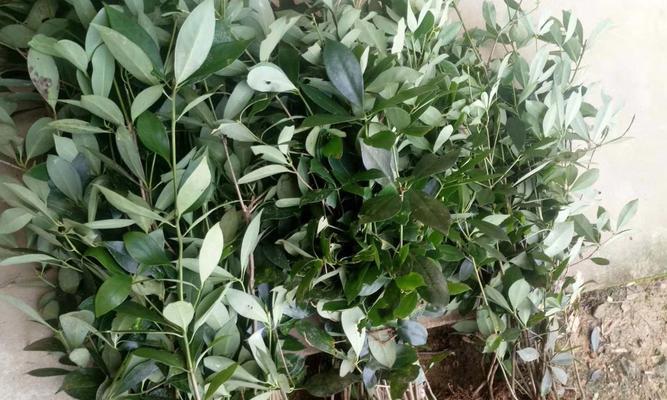 八角亩产量是多少？如何提高八角的产量？