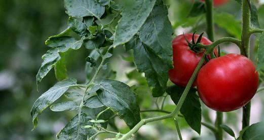 番茄几月份种植最合适？如何确保高产？