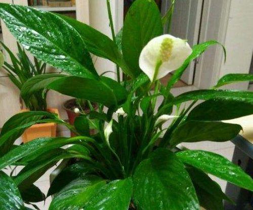 白掌叶片发黄是什么原因？如何处理？