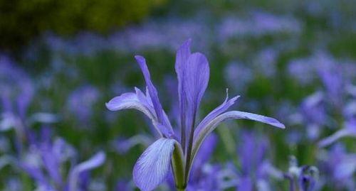 鸢尾花的花语之美（探寻鸢尾花花语的奥秘）