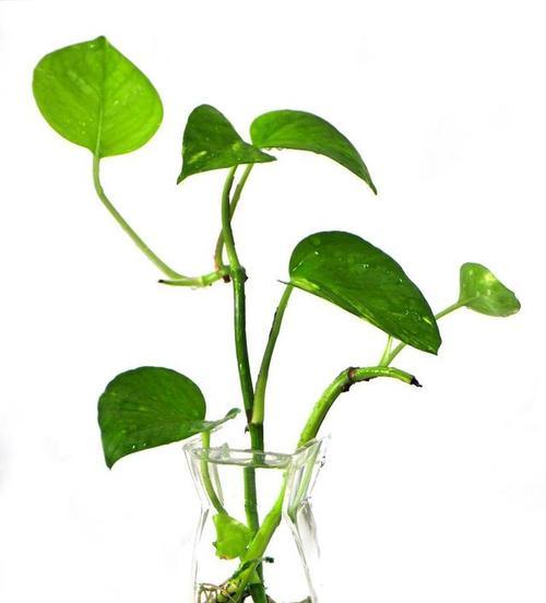 绿萝花语（探寻绿萝的美丽与意义）