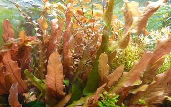 海带属于水生植物吗？海带的生长环境是什么？