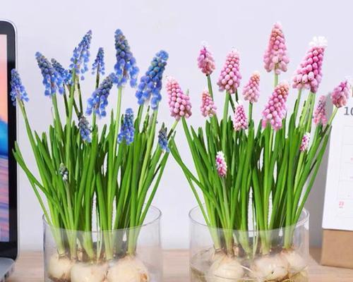 郁金香种球春天种植方法是什么？需要注意哪些问题？