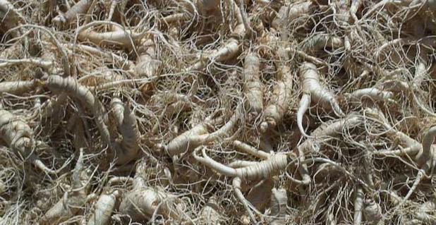 西洋参哪里产的最好？全球优质产地有哪些？