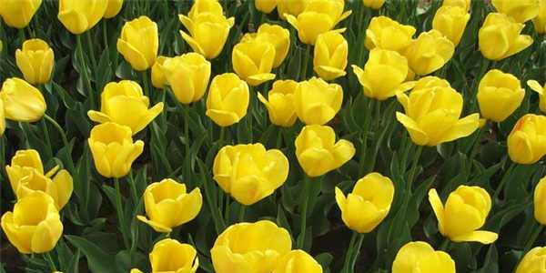 用花朵传递可爱的魅力（美丽花朵的可爱密码与心思）