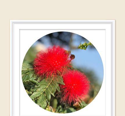 合欢花（合欢花的花语与神话传说）