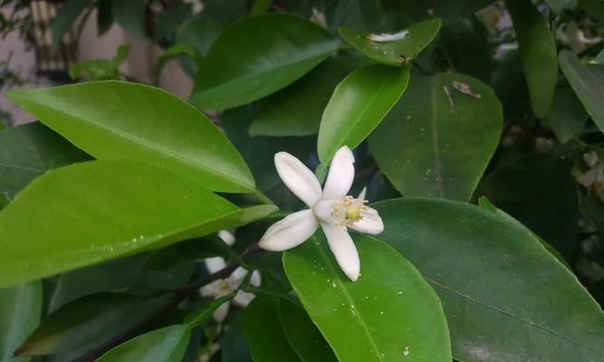 香樟树开花季节是什么时候？每年几月开花？