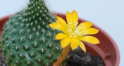 仙人掌花语的含义与意义（揭示仙人掌的15种花语）