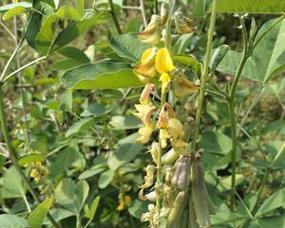 花生属于什么类型的根系？其根系特点是什么？