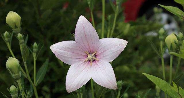 梗菊花语与人生寓意（探寻梗菊的花语）