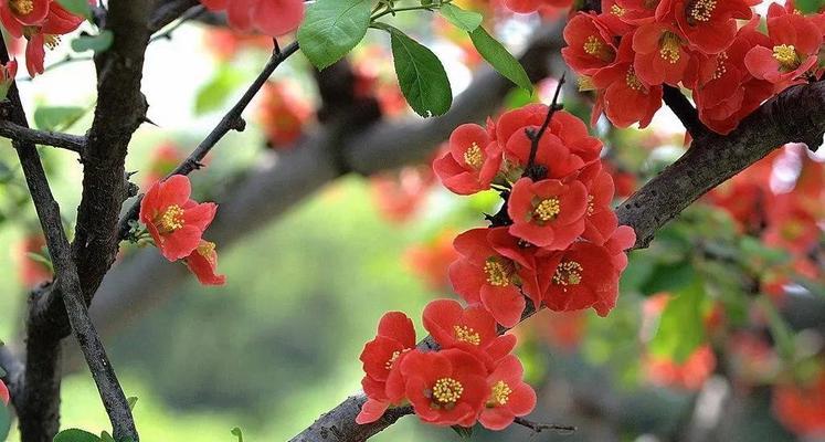 海棠花（海棠花的美丽与爱情）