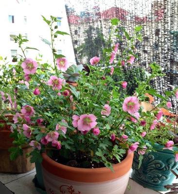 以花代表喜欢（探索花的象征意义和浪漫之语）