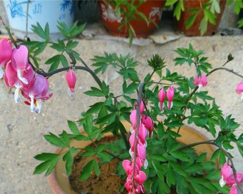 石榴树喜阳还是喜阴？是否属于耐阴植物？