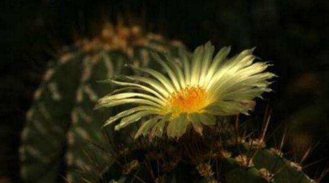 仙人球的美丽传说（揭秘仙人球之美丽花语）