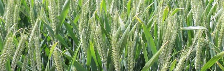 小麦属于穗状花序吗？花序类型有哪些特点？