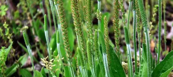 小麦属于穗状花序吗？花序类型有哪些特点？