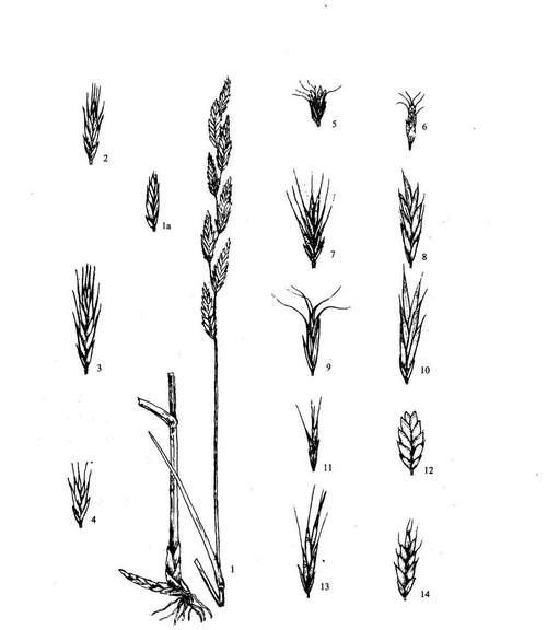 小麦属于穗状花序吗？花序类型有哪些特点？