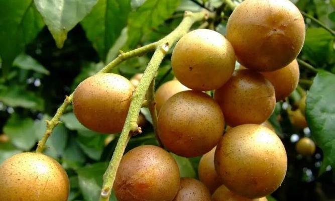 以黄皮果树的风水寓意与摆放位置（黄皮果树风水的益处与禁忌）