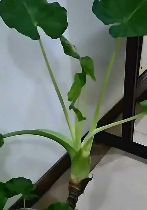 滴水观音花朵的美丽与寓意（一朵凡尘中的菩萨）