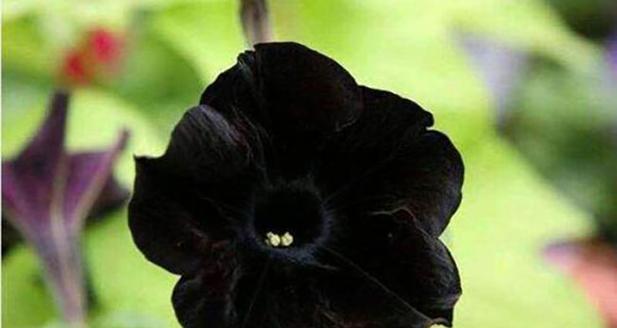 黑色风信子花语的含义与传说（探秘黑色风信子的神秘之美）