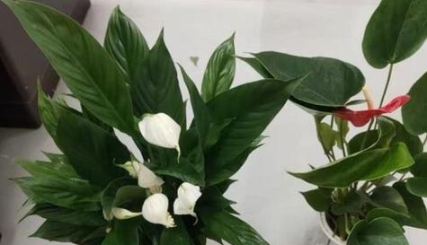一帆风顺可以浇啤酒吗？这种做法对植物有影响吗？