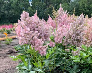 落新妇一年开几次花？如何确保其正常开花周期？