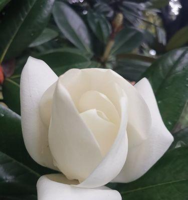 广玉兰花语（探寻广玉兰的深层含义）