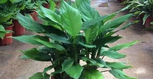 万年青开花的寓意（生命的坚韧与希望）