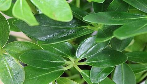 鸭脚木换盆后多久浇水一次？换盆后浇水的正确时机是什么？