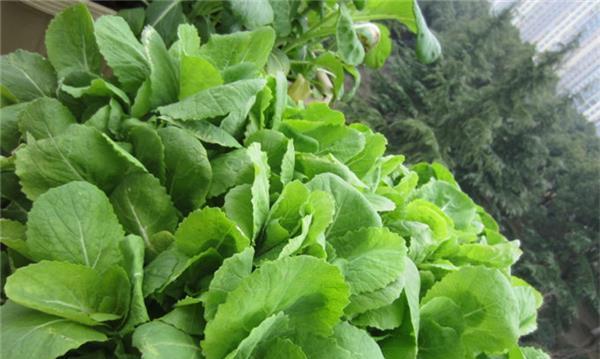 芥菜的功效与作用是什么？如何正确食用以发挥其最大效果？