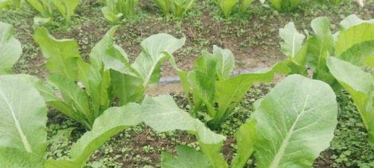 芥菜的功效与作用是什么？如何正确食用以发挥其最大效果？
