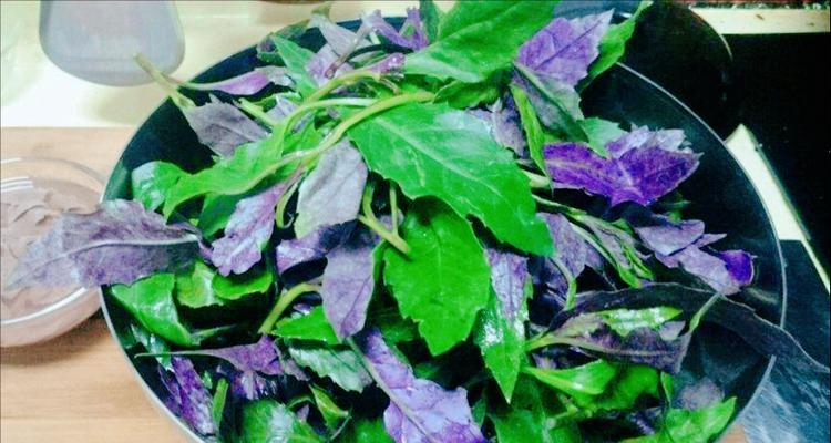 奶白菜能生吃吗？食用安全性和营养价值解析