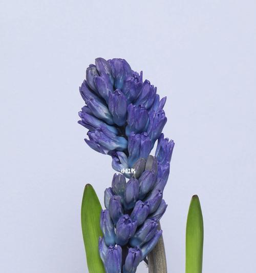 风信子的象征意义——生命的脆弱美丽（探寻风信子的花语与象征）