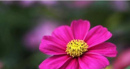 初恋的花（初恋的花语）