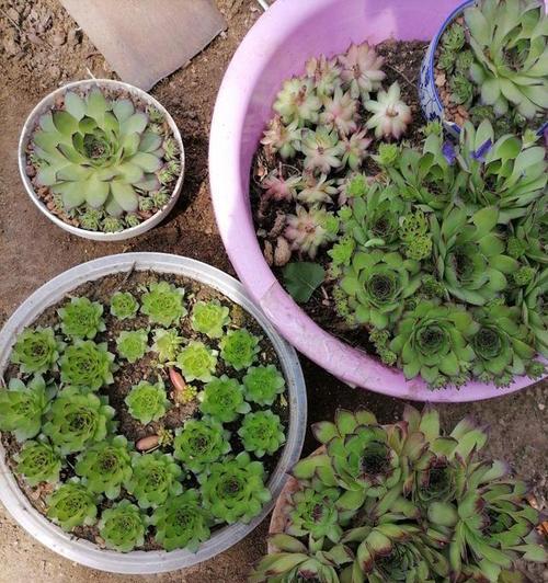 观音莲水浇多了怎么办？如何正确浇水保持植物健康？