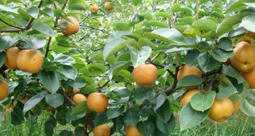 梨的保存最佳方法是什么？如何延长梨的新鲜期？