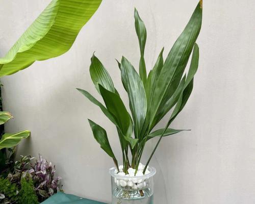 一叶兰花语（探寻一叶兰的内涵与象征）