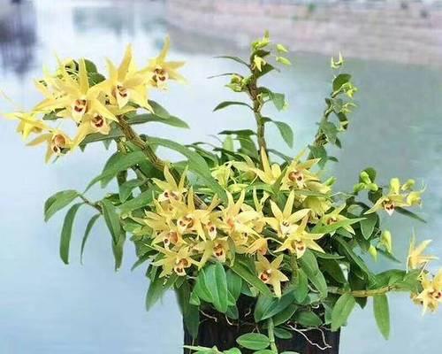 兰草开完花后如何处理？养护技巧有哪些？