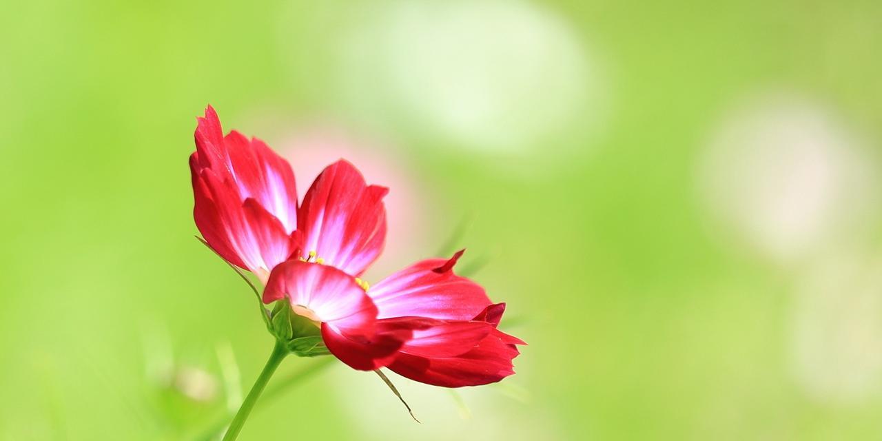 白色波斯菊的花语（探索波斯菊花语的深层含义）