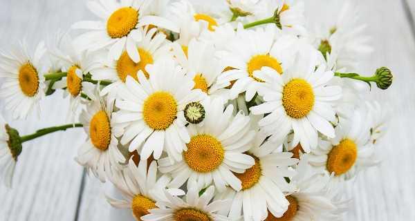 小雏菊的寓意与象征——拥抱希望与坚持（小雏菊的寓意与象征解析）