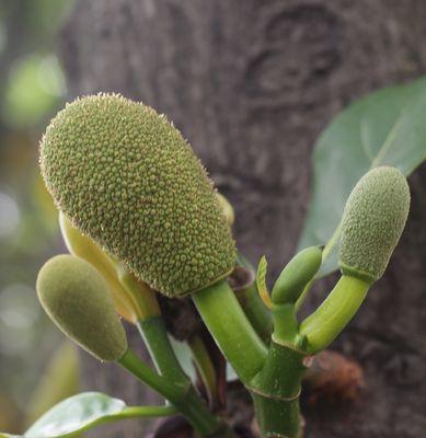 菠萝属于什么植物类型？它是草本植物还是木本植物？