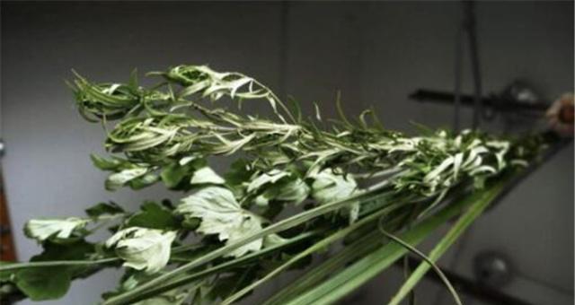 端午节挂艾草，传承千年寓意（致敬屈原）